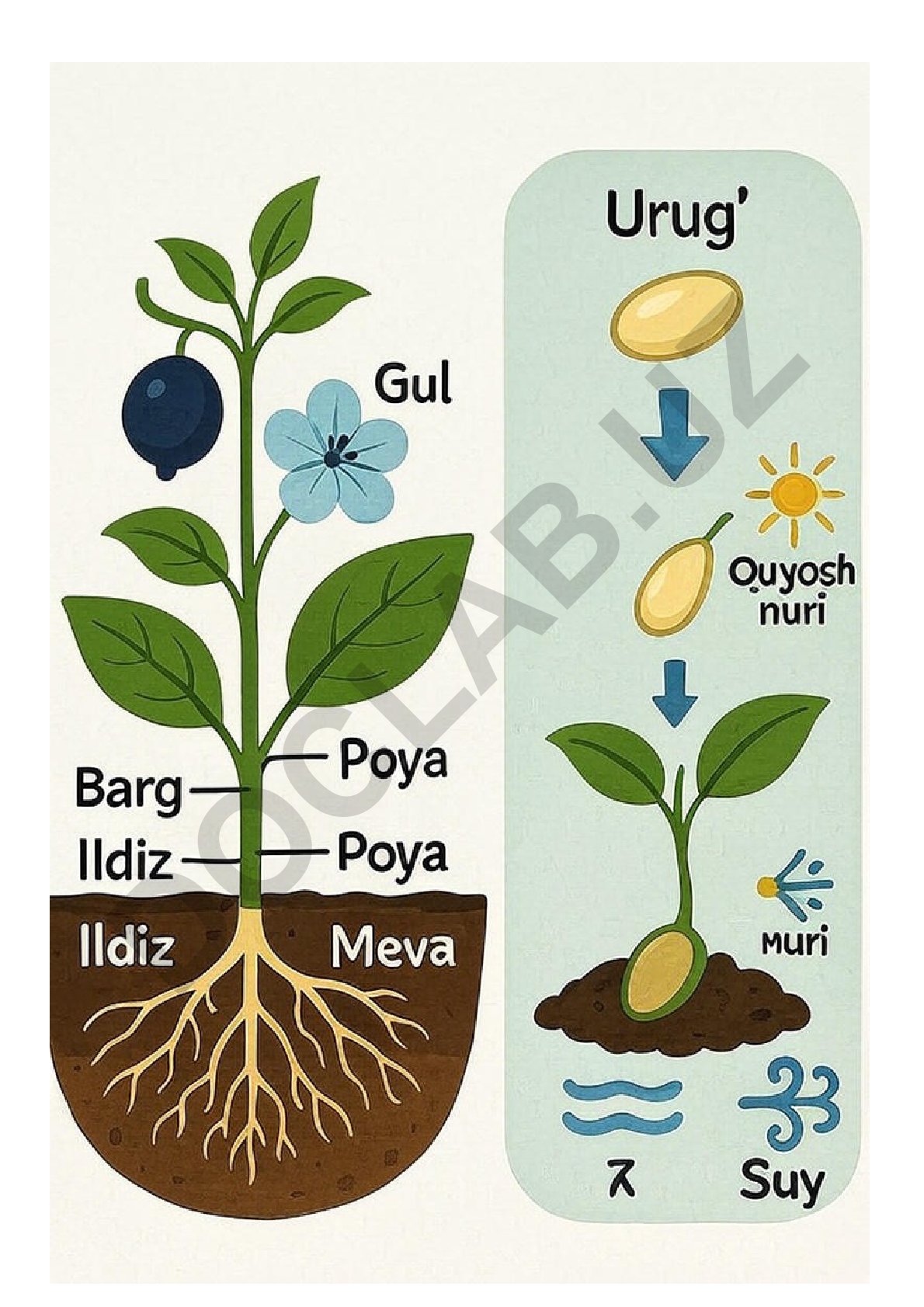 Raqamli tasvirlar to'plami
