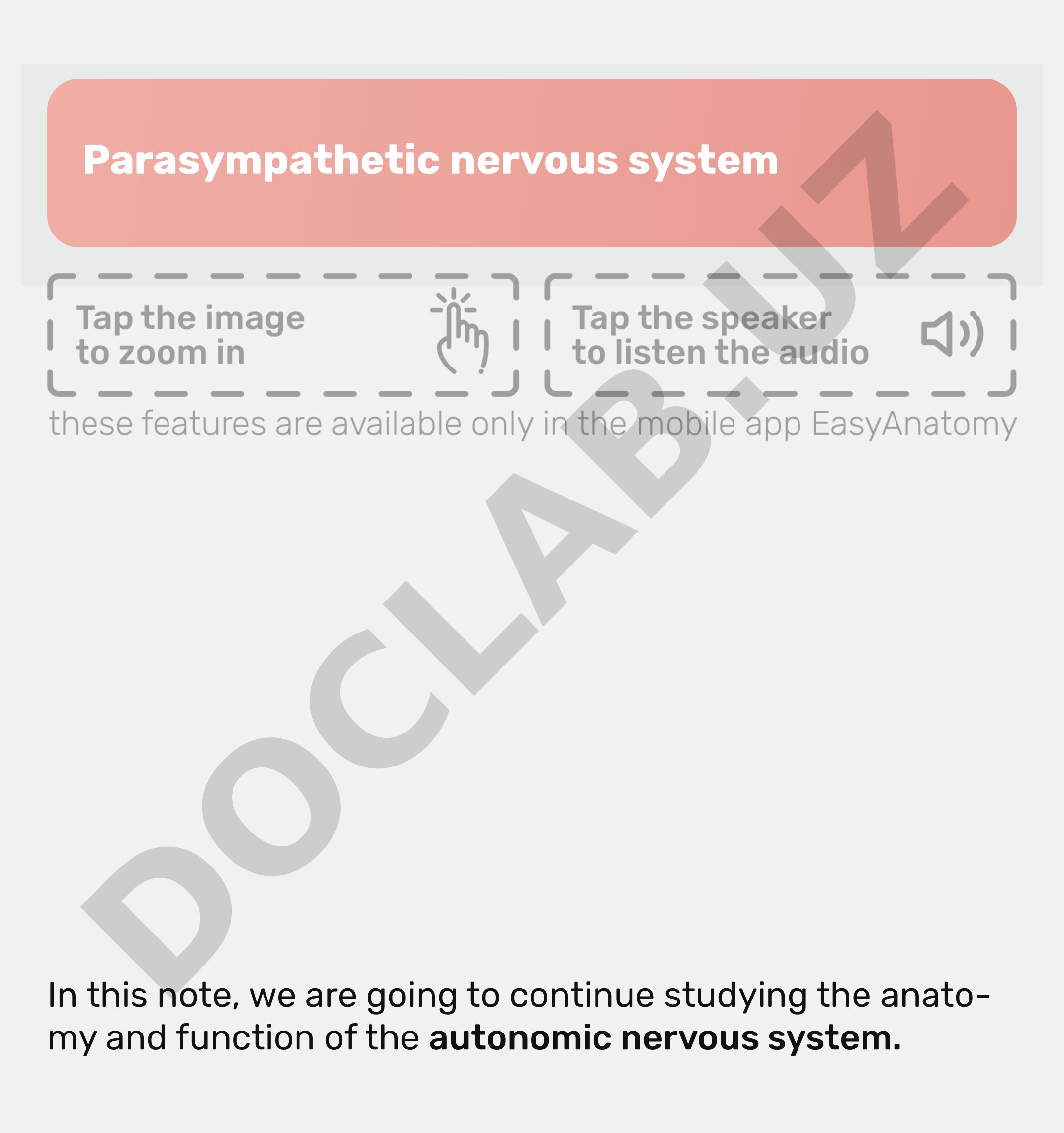 Parasympathetic nervous system