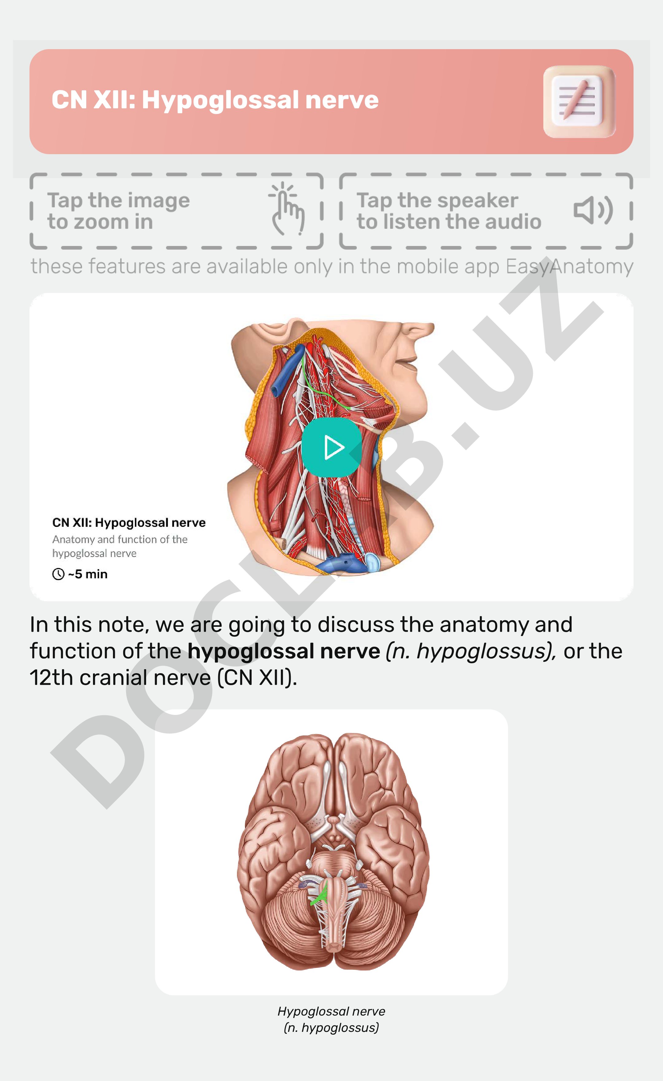 CN XII: Hypoglossal nerve
