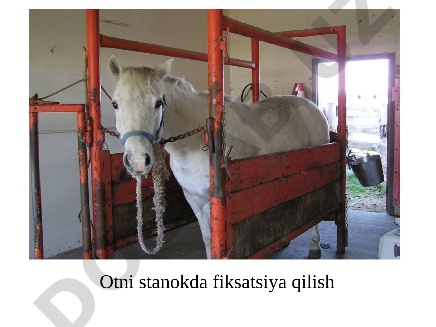 Veterinary Clinical Procedures for Horses, Cattle, and Goats
