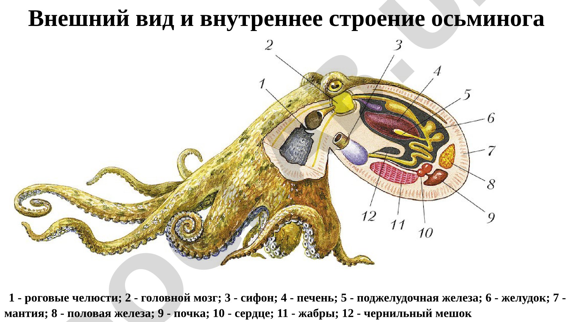 Строение головоногих моллюсков
