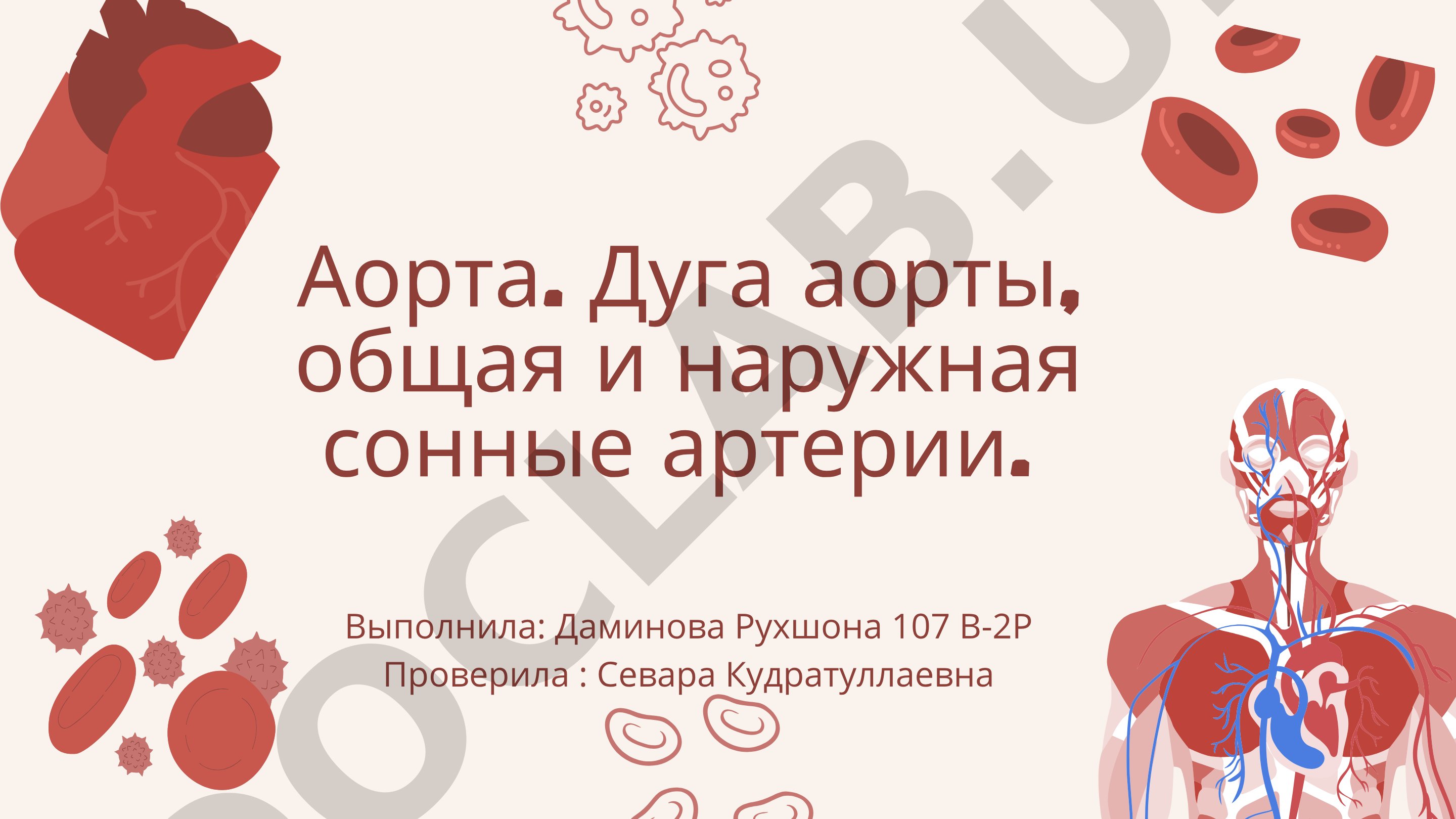 Аорта. Дуга аорты, общая и наружная сонные артерии