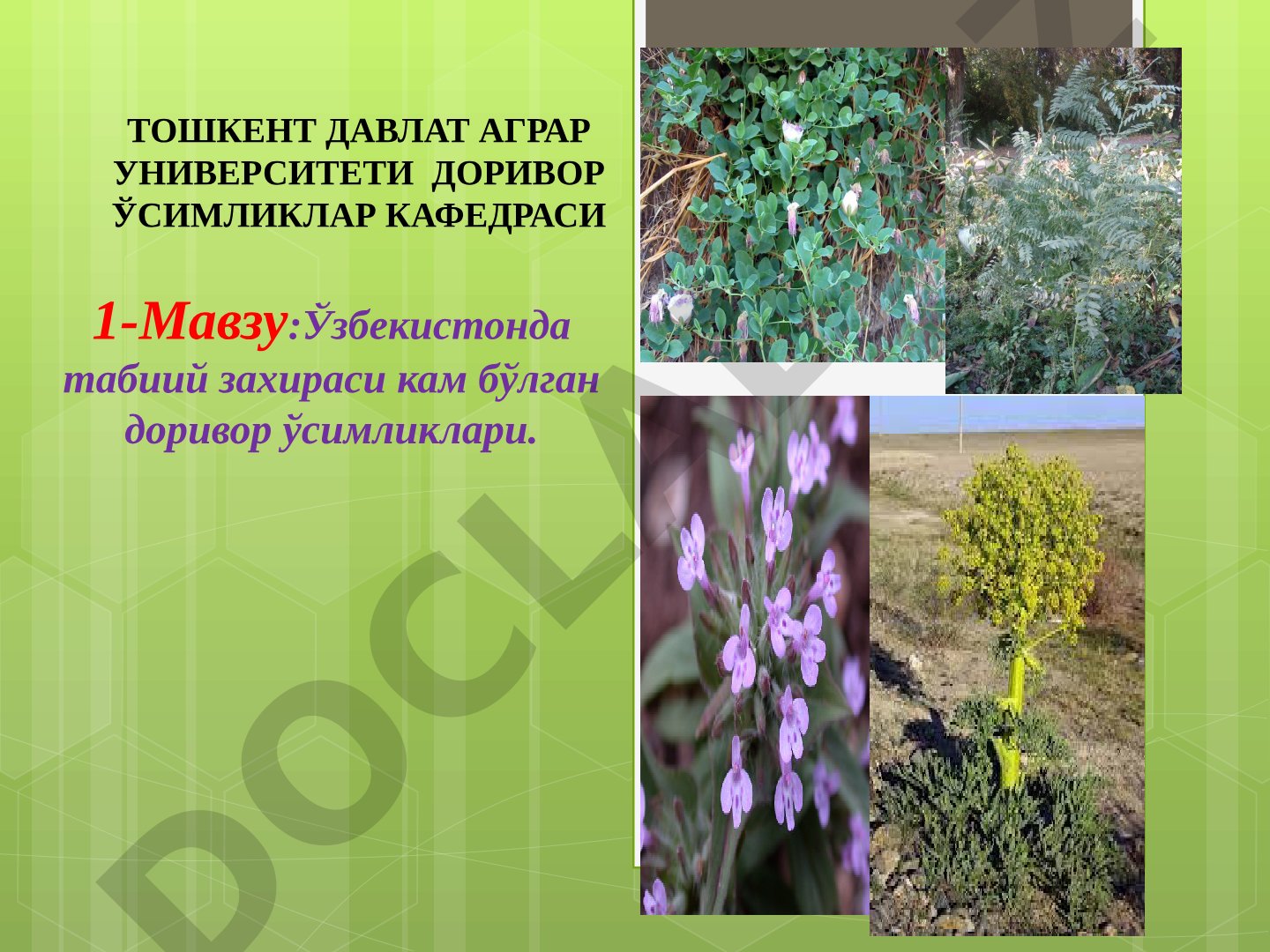 Ўзбекистонда табиий захираси кам бўлган доривор ўсимликлари