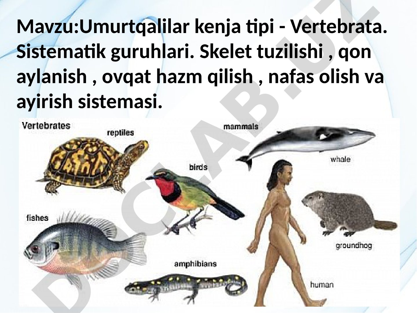 Umurtqalilar kenja tipi - Vertebrata. Sistematik guruhlari. Skelet tuzilishi, qon aylanish, ovqat hazm qilish, nafas olish va ayirish sistemasi