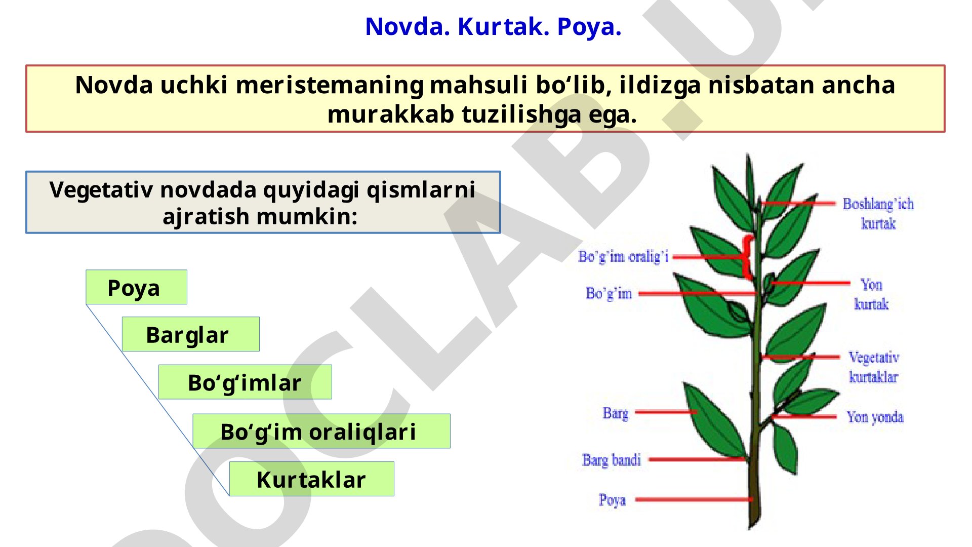 Novda, kurtak va poyaning tuzilishi