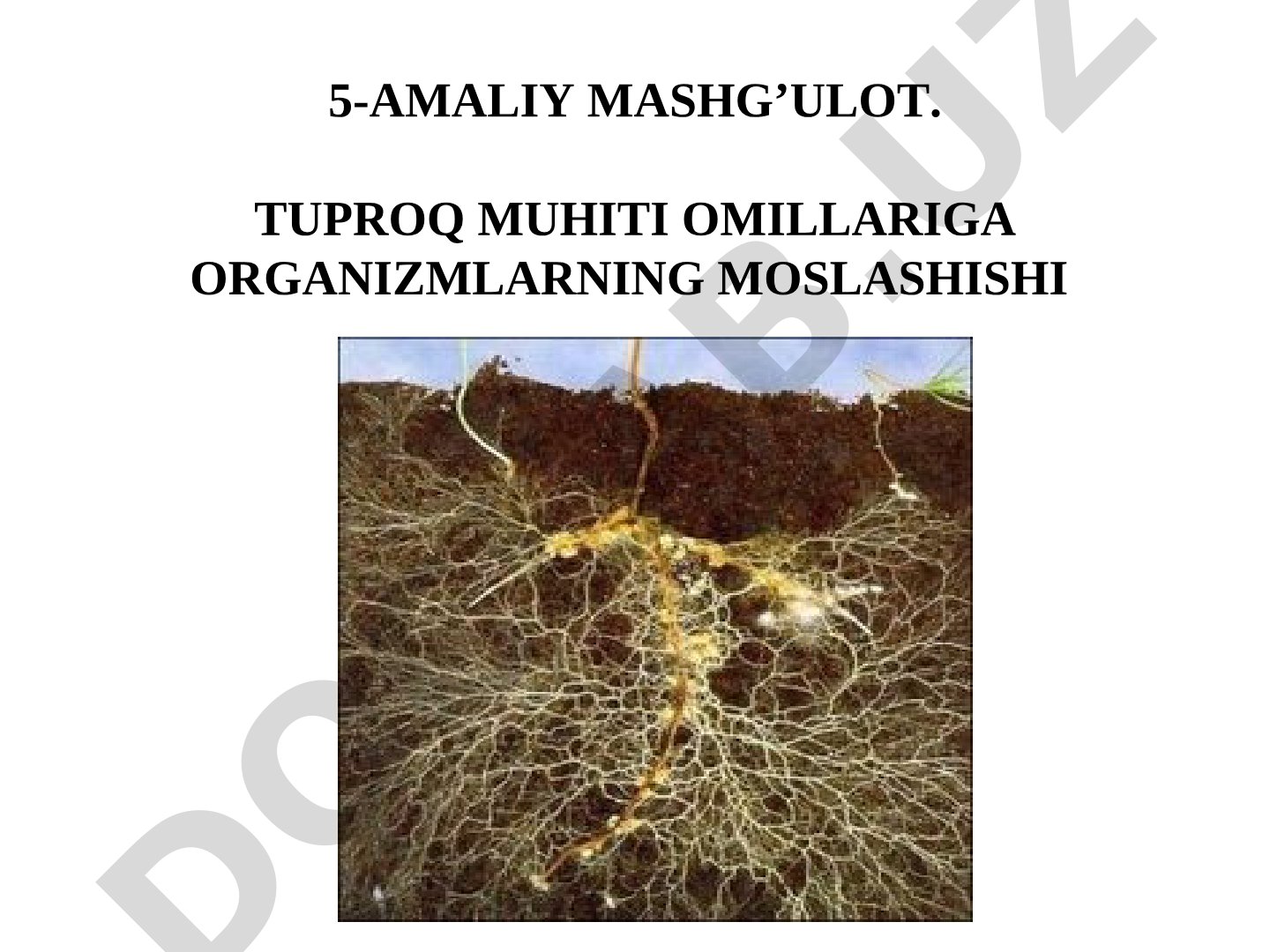 Tuproq muhiti omillariga organizmlarning moslashishi