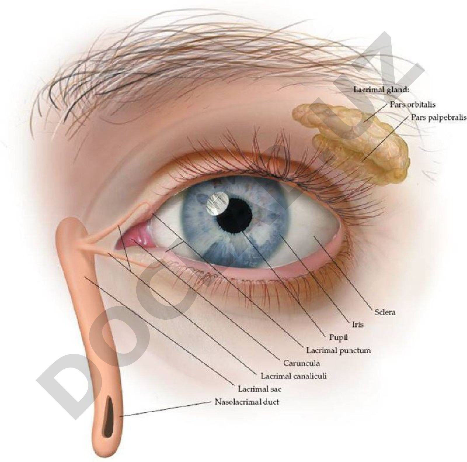 Lacrimal system anatomy