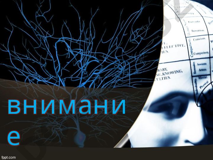 Внимание: виды, функции, формы и свойства