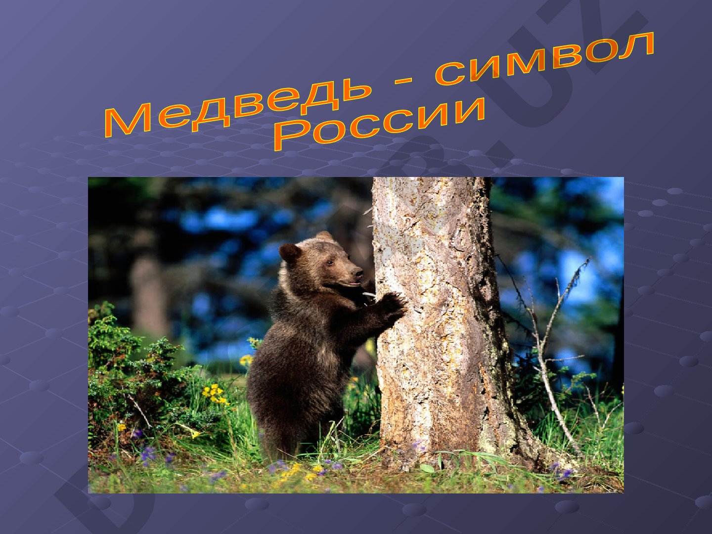 Почему медведь является символом России