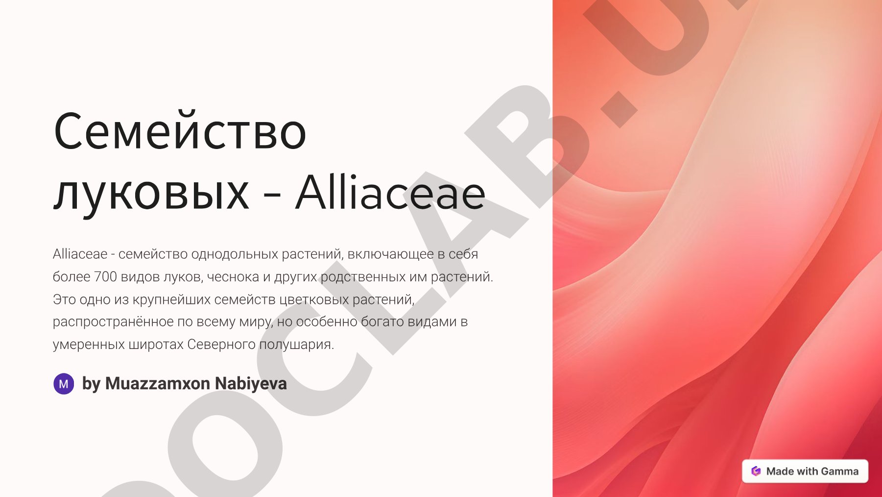 Семейство луковых - Alliaceae