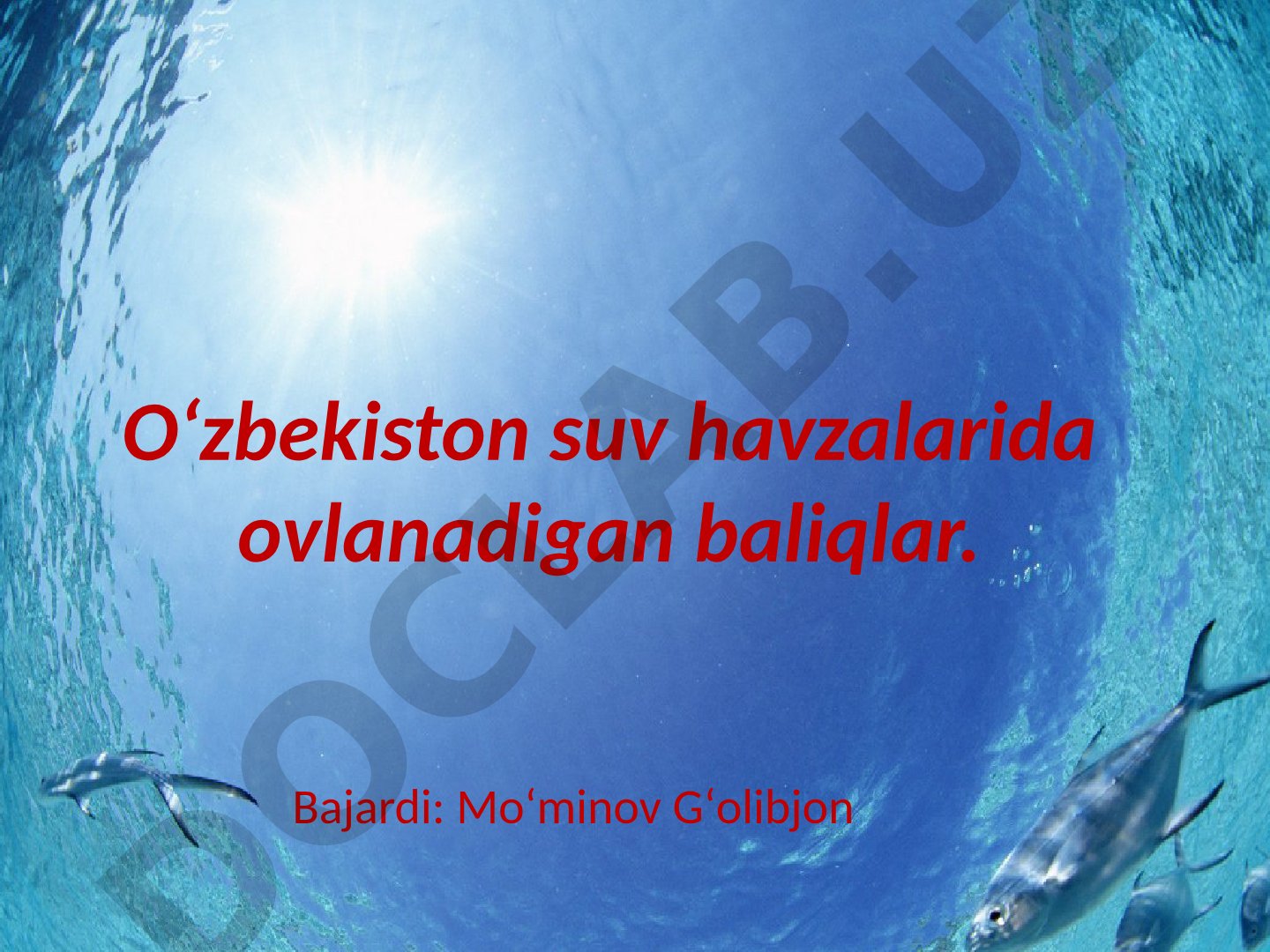 O‘zbekiston suv havzalarida ovlanadigan baliqlar