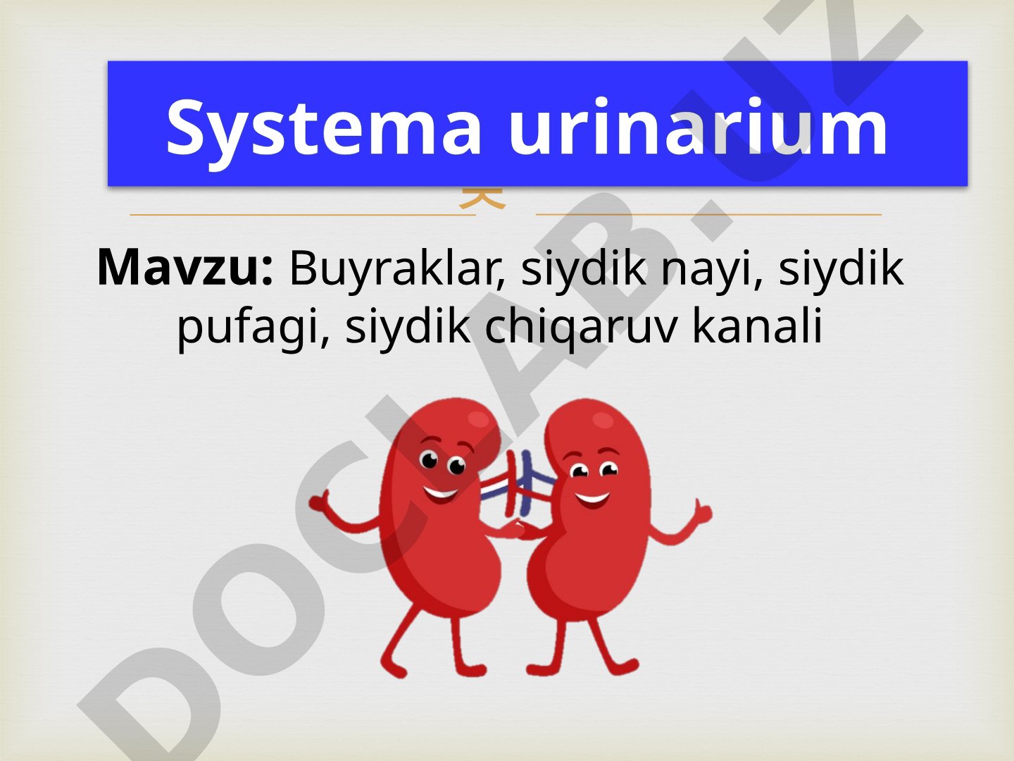Buyraklar, siydik nayi, siydik pufagi, siydik chiqaruv kanali Systema urinarium
