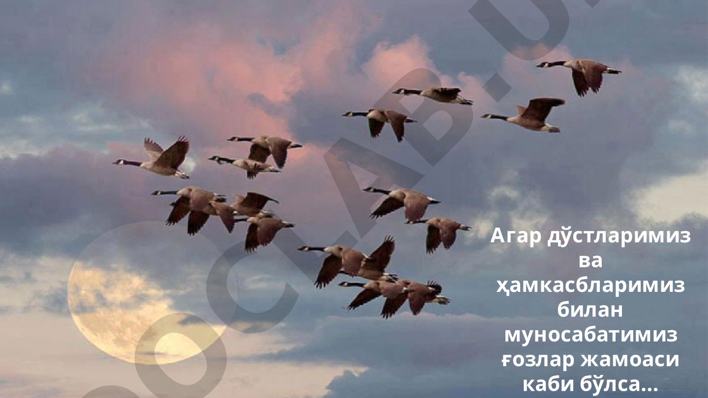 Ғозлар тўдасидан жамоавий ишлаш сабоқлари