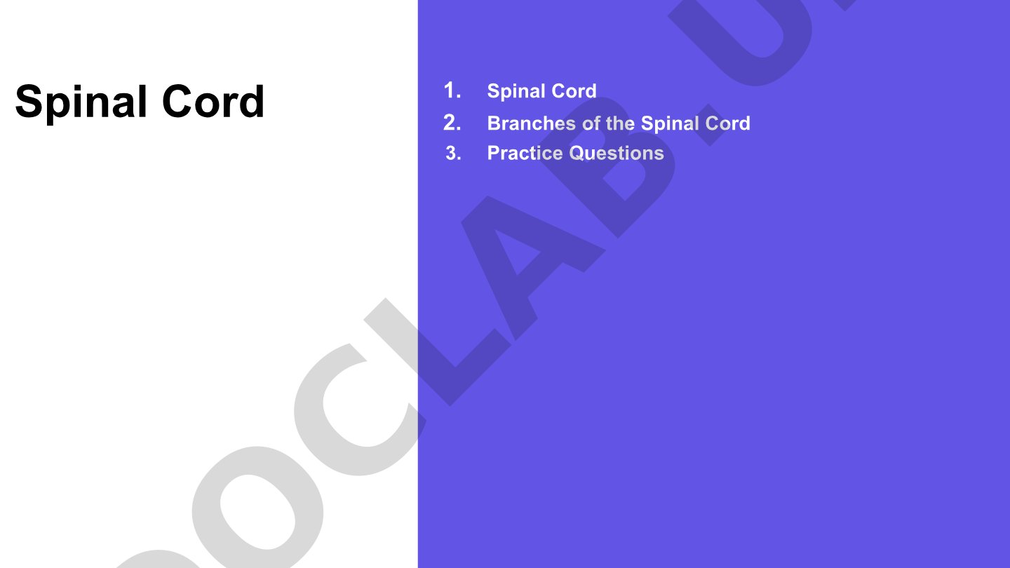 Spinal Cord Anatomy and Branches