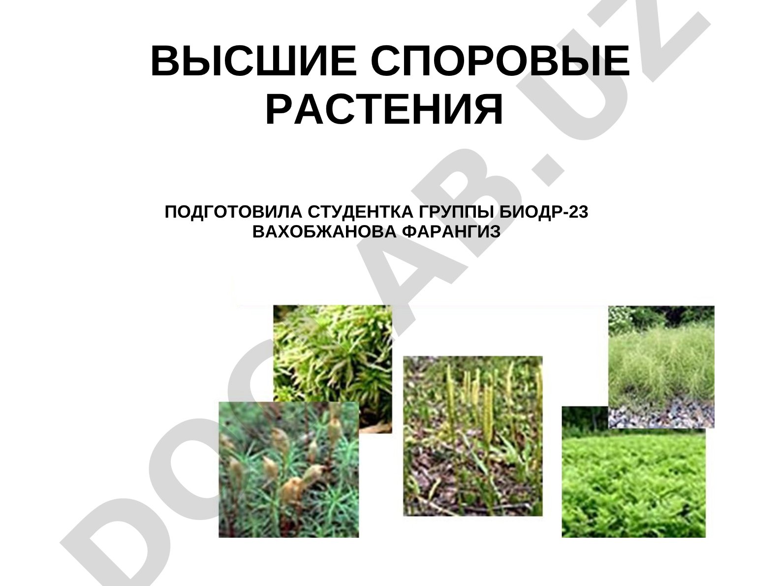 Высшие споровые растения: плауны, хвощи, папоротники, их характеристика