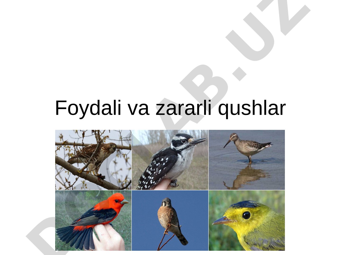 Foydali va zararli qushlar
