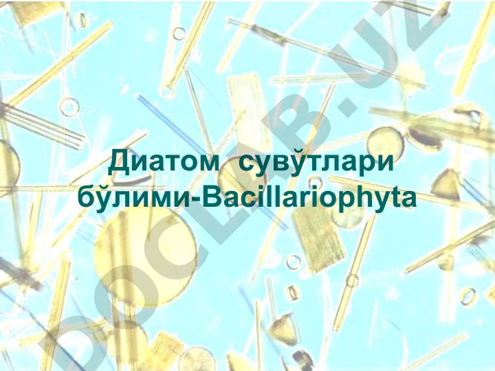 Диатом сувўтлари бўлими - Bacillariophyta