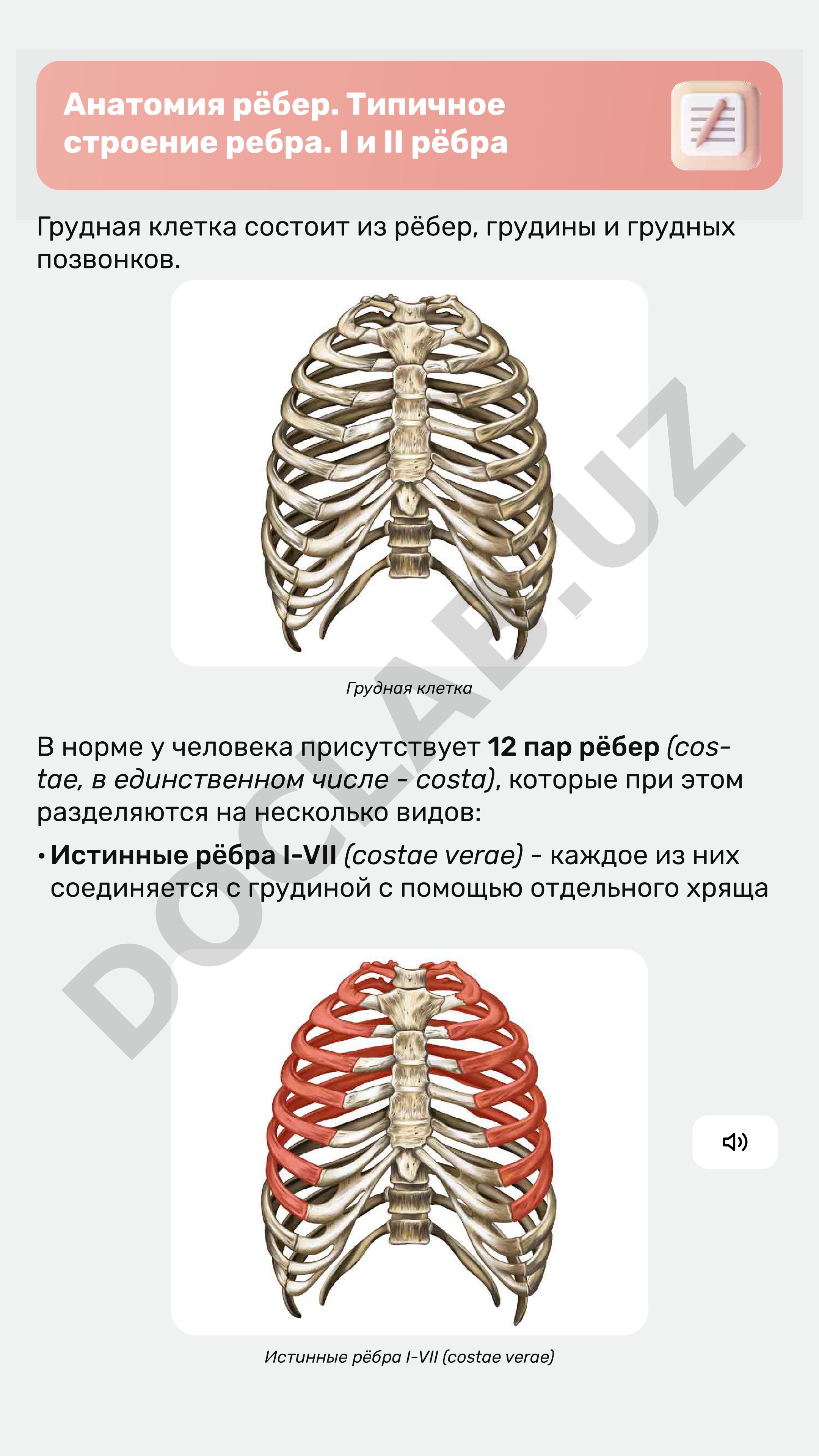 Анатомия рёбер. Типичное строение ребра. І и ІІ рёбра