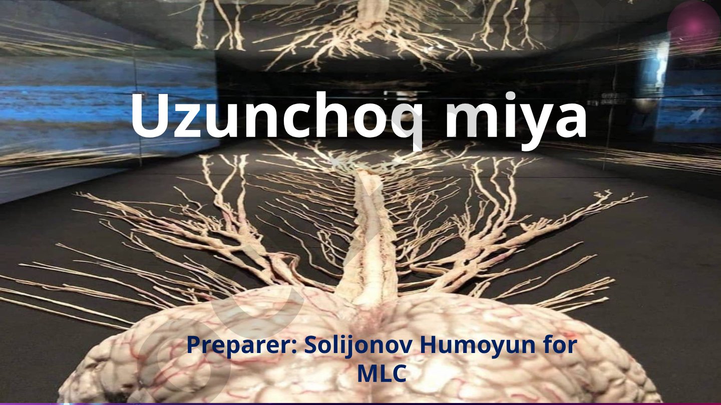 Uzunchoq miya