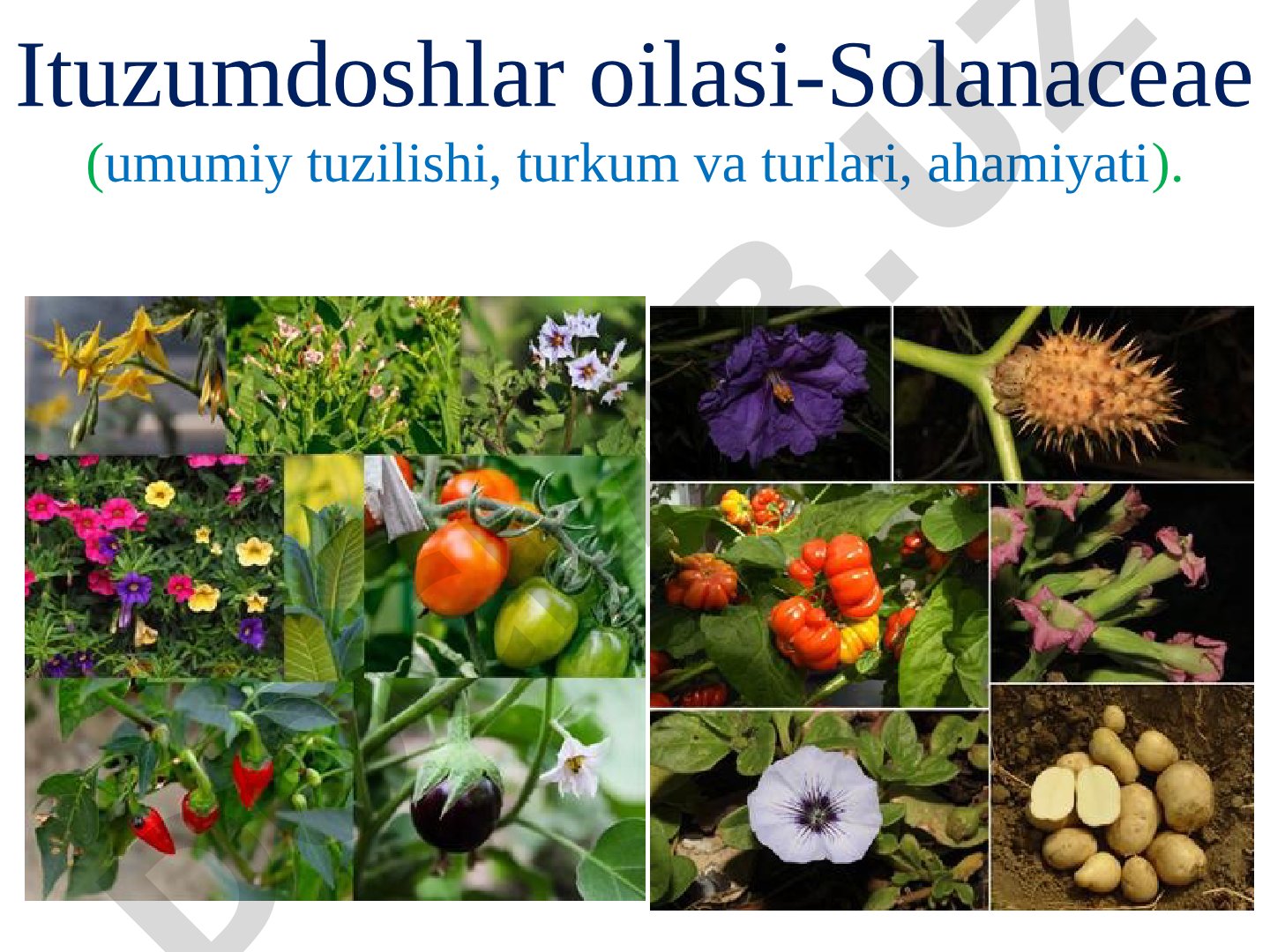 Ituzumdoshlar oilasi-Solanaceae (umumiy tuzilishi, turkum va turlari, ahamiyati)