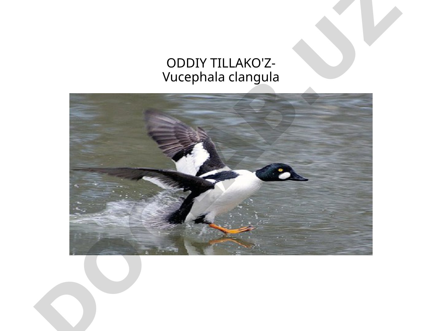 Oddiy tillako'z (Vucephala clangula) tavsifi va tarqalishi