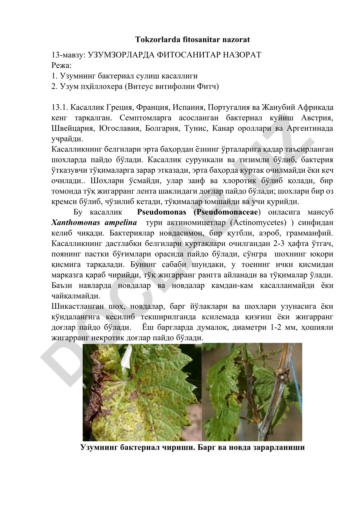 Узумзорларда фитосанитар назорат