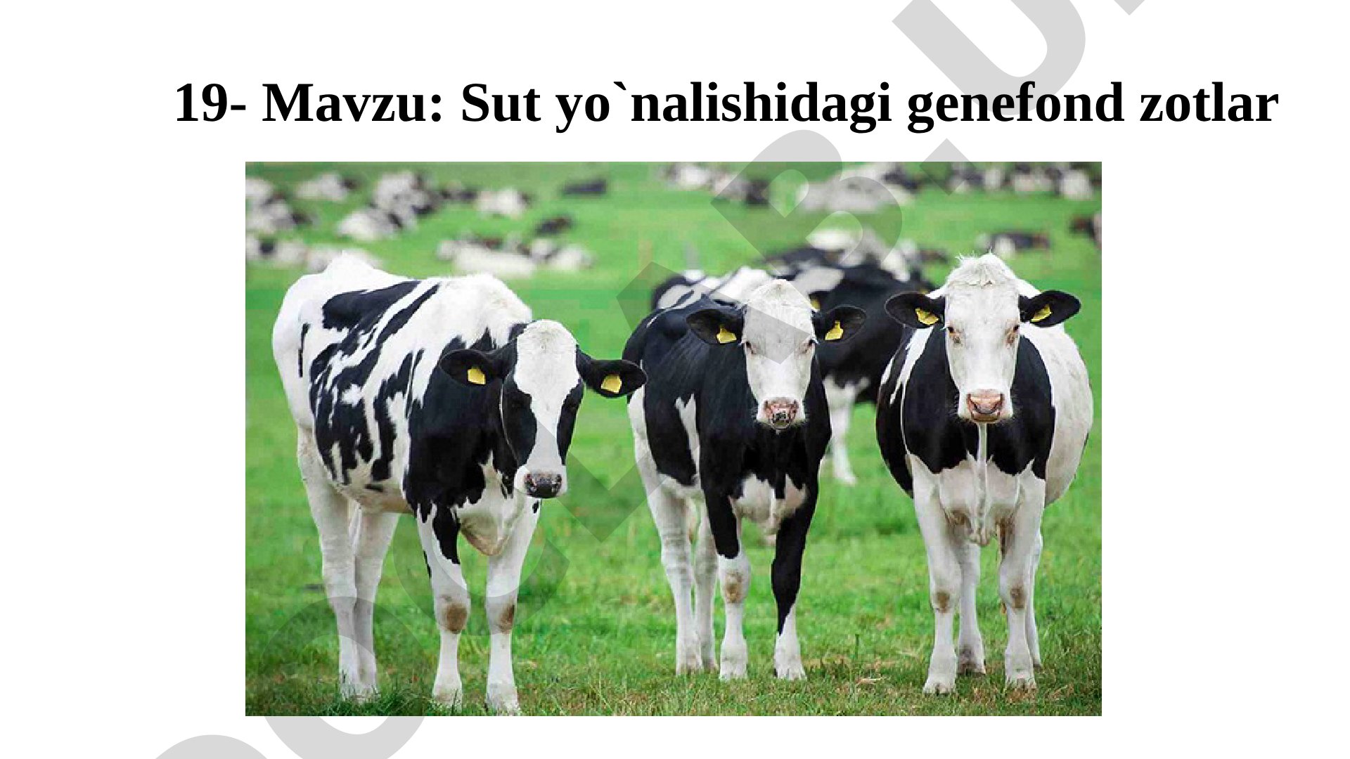 Sut yo'nalishidagi genefond zotlar