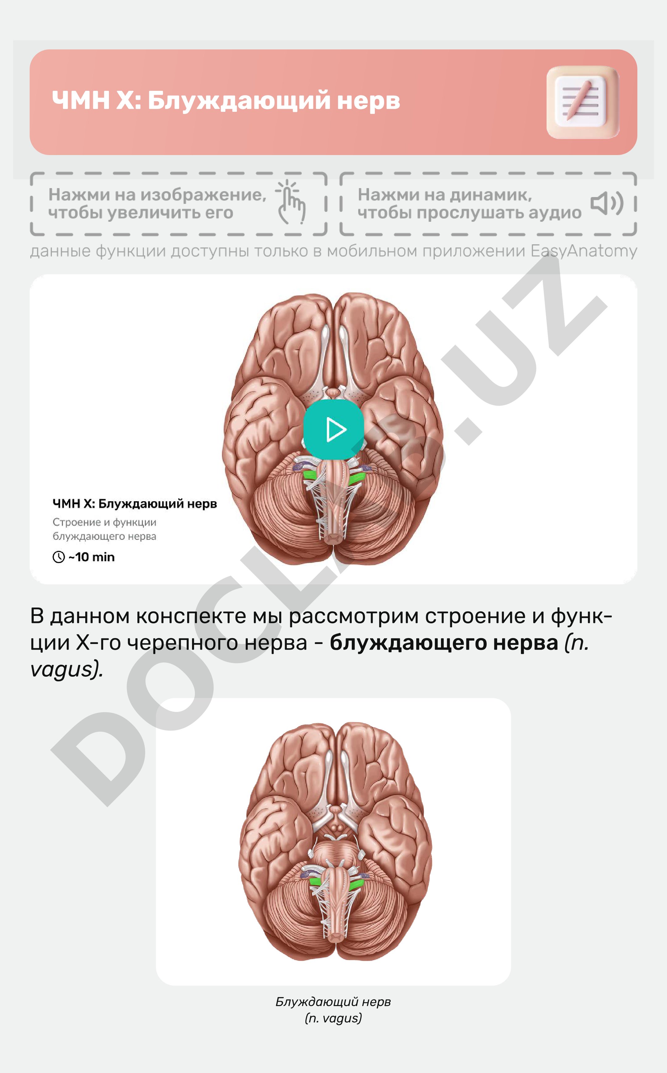 ЧМН X: Блуждающий нерв