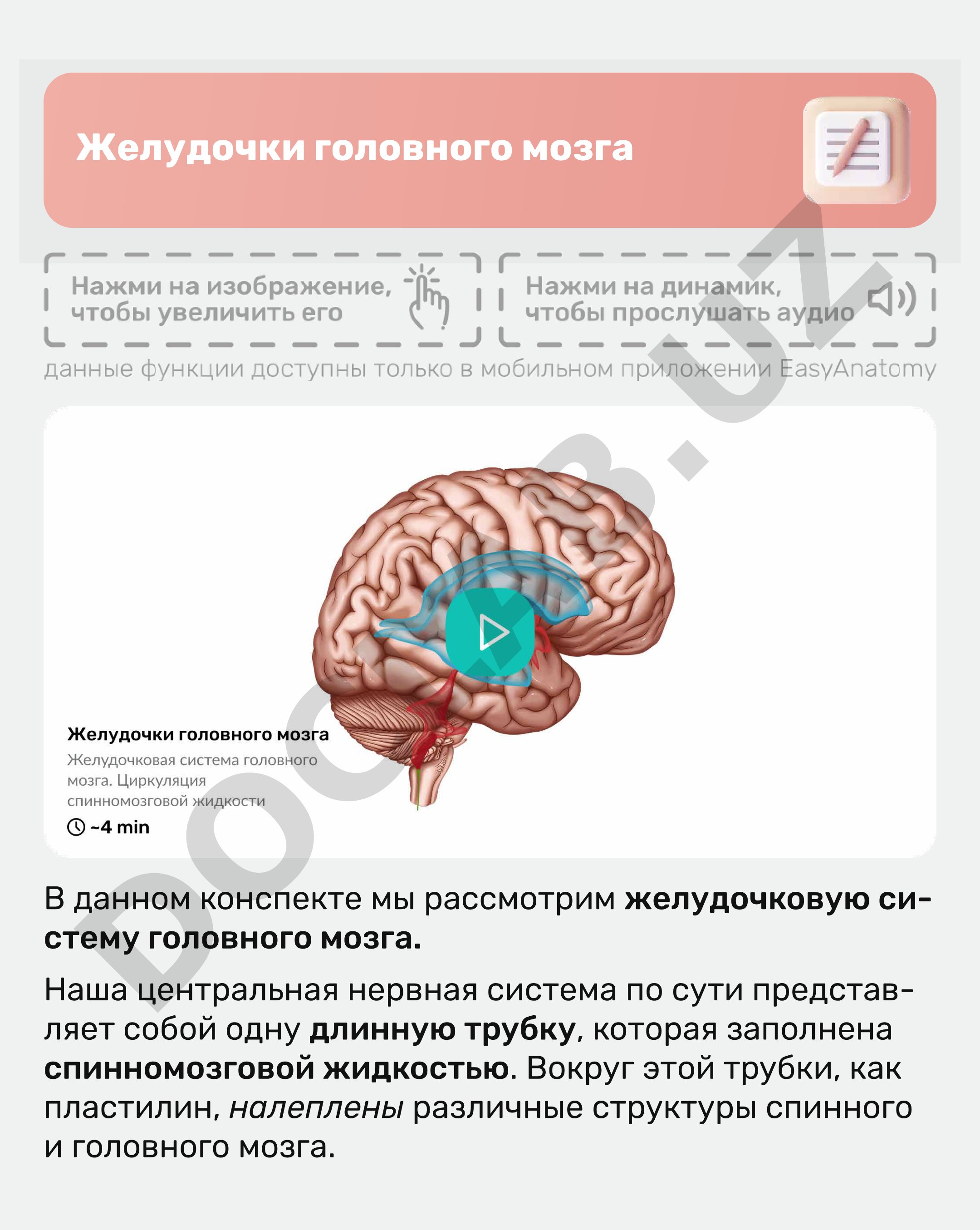 Желудочки головного мозга
