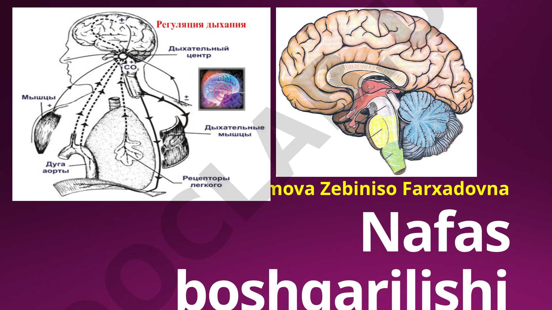 Nafas boshqarilishi