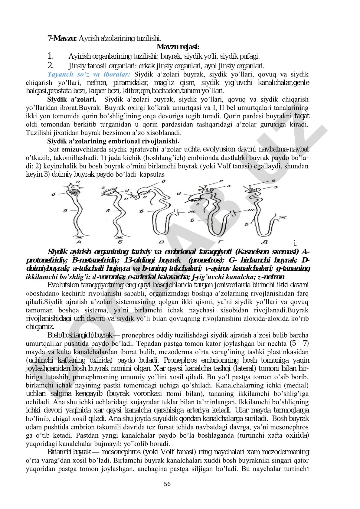 Ayrish a'zolarining tuzilishi