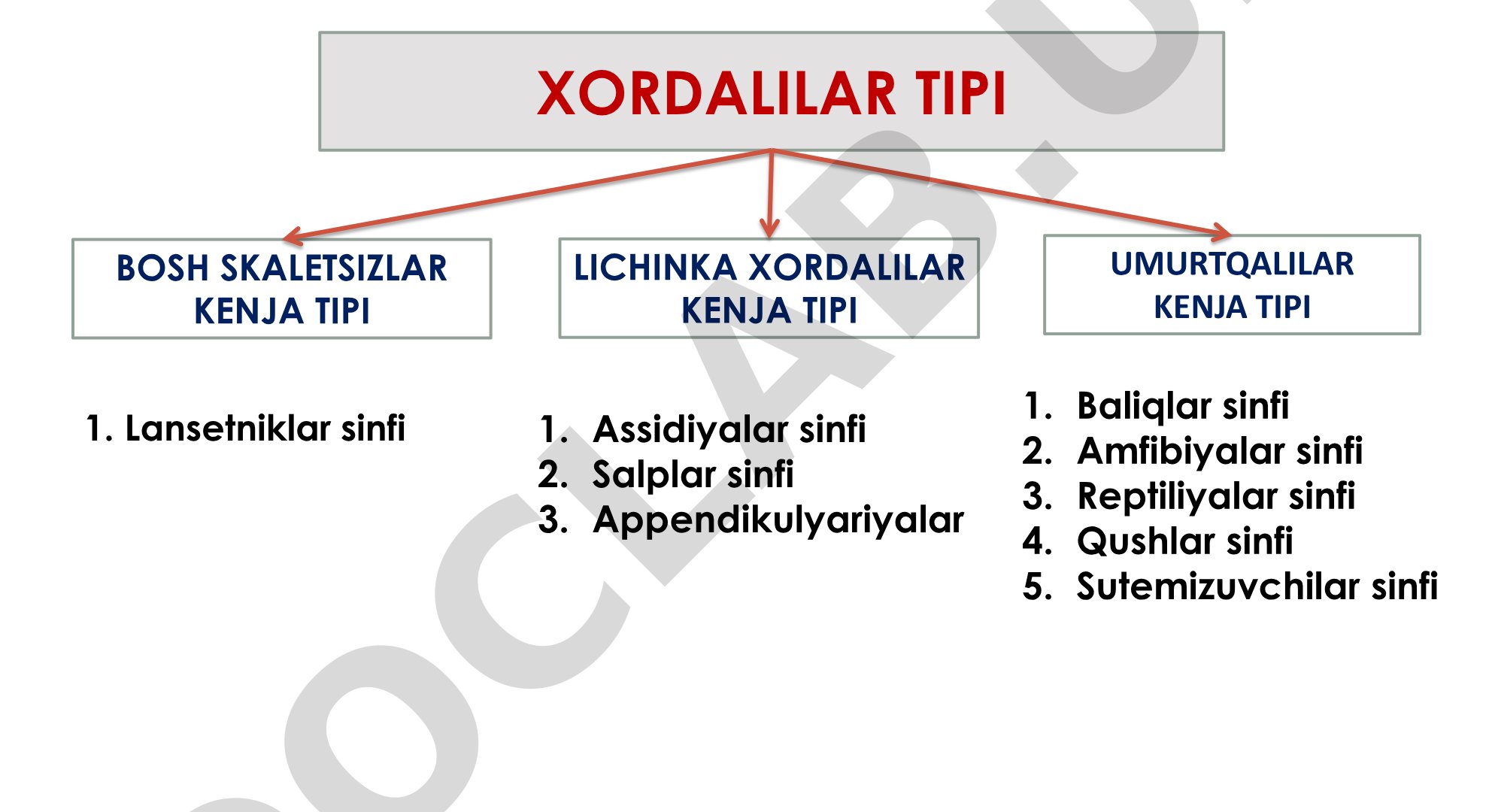 Xordalilar tipi va lansetniklar