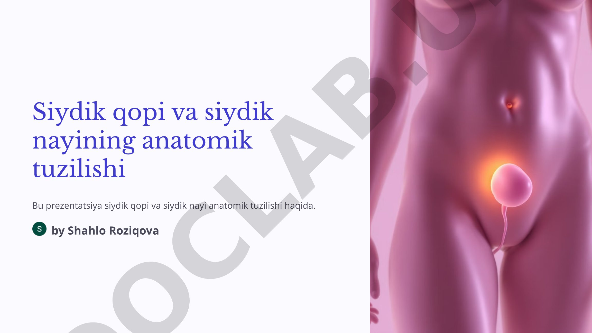 Siydik qopi va siydik nayining anatomik tuzilishi