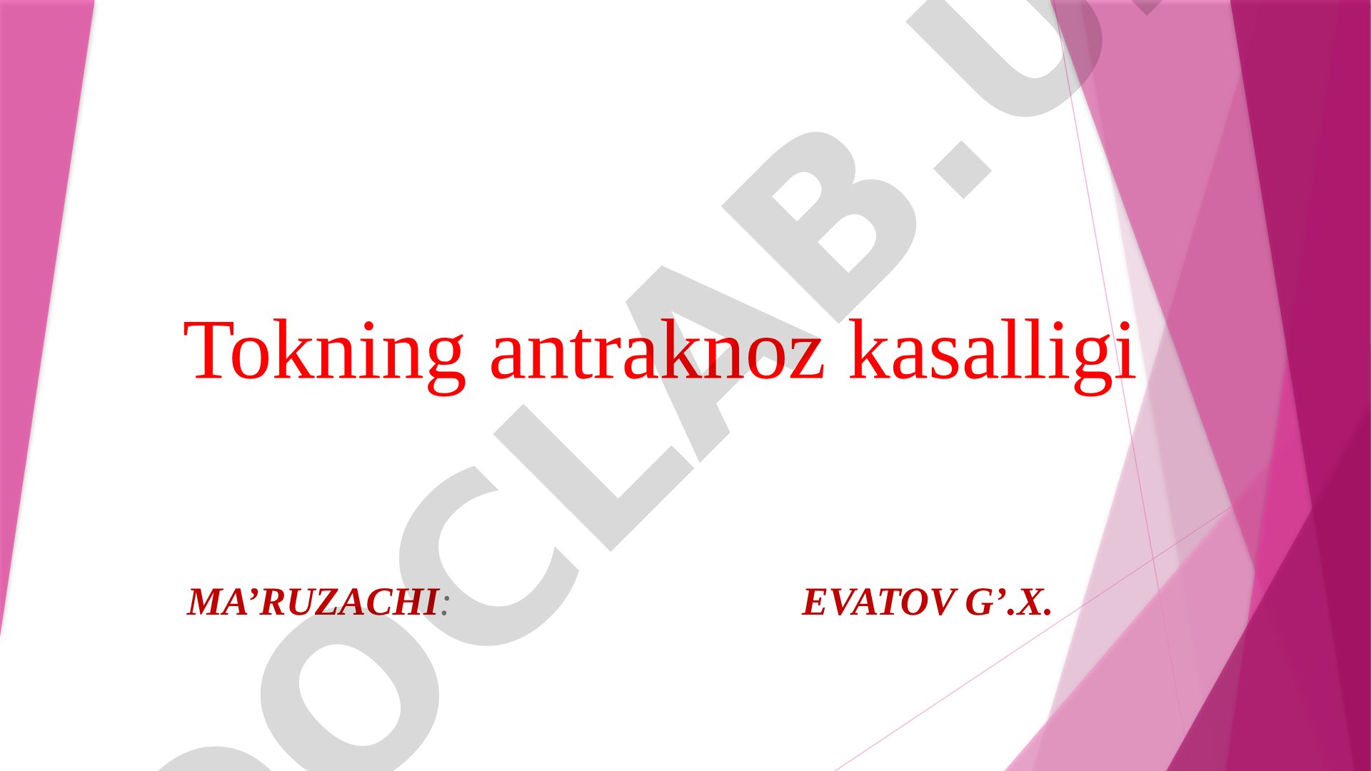 Tokning antraknoz kasalligi
