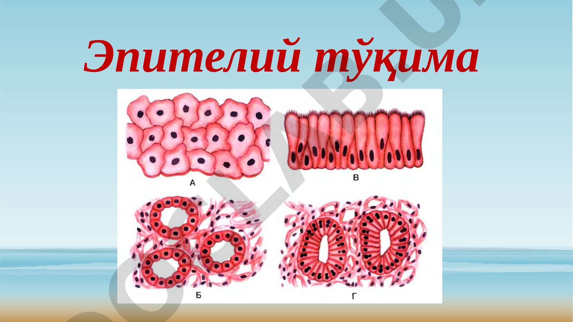 Эпителий тўқима