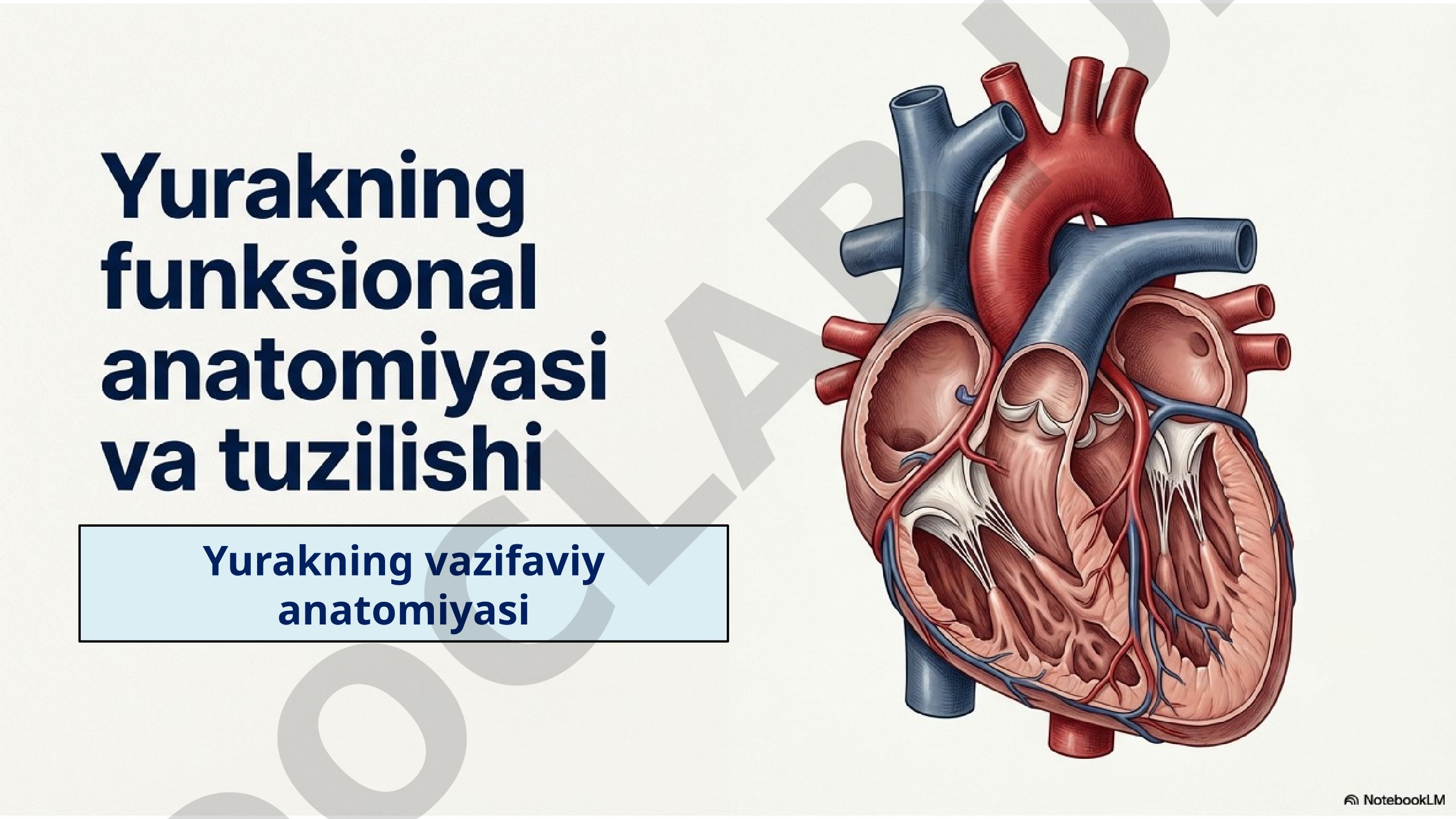 Yurakning vazifaviy anatomiyasi