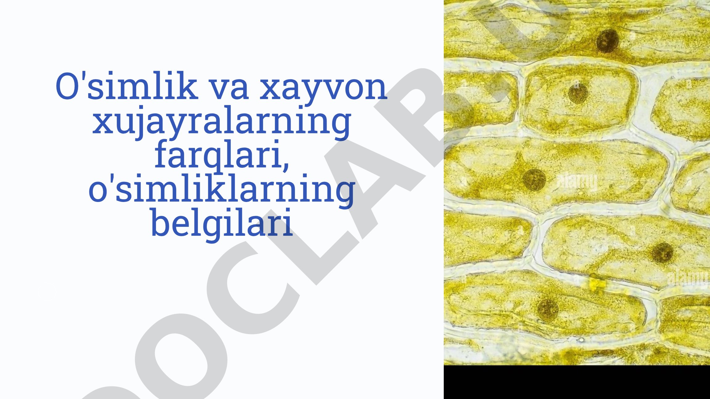 O'simlik va hayvon hujayralarining farqlari