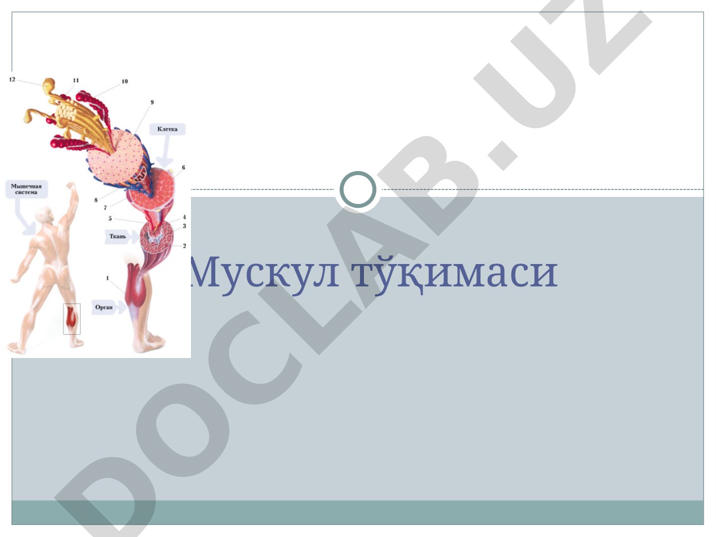 Мускул тўқимаси