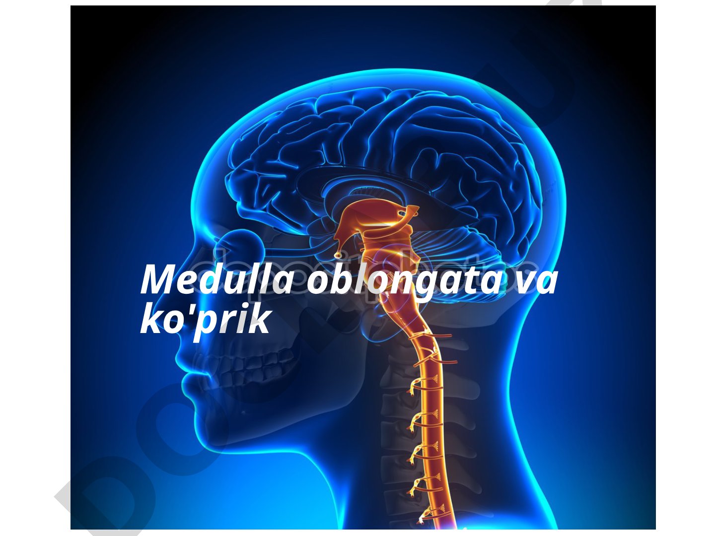 Medulla oblongata va ko'prik