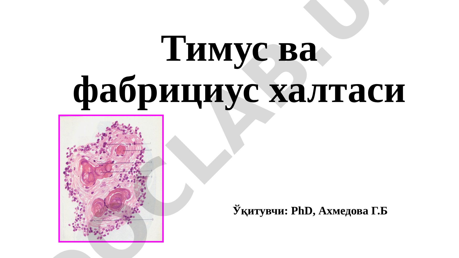Тимус ва фабрициус халтаси