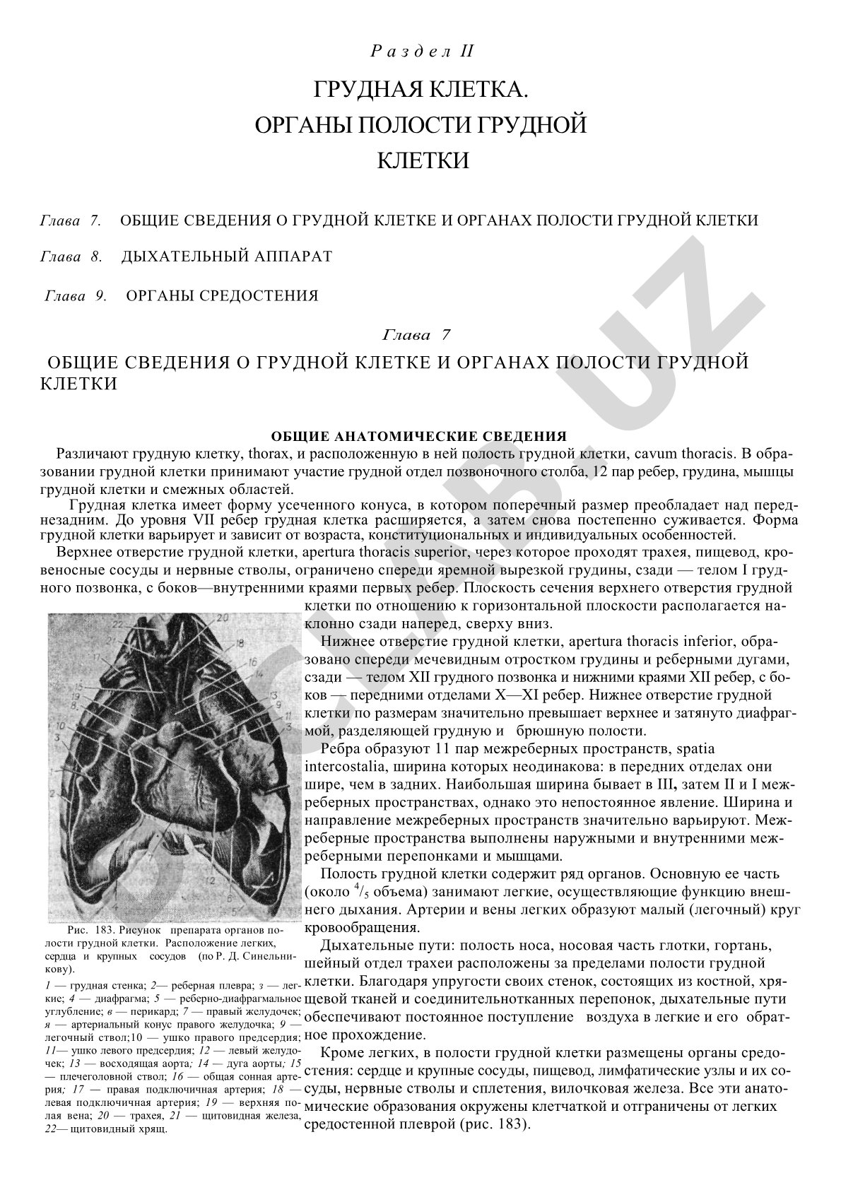 Анатомия грудной клетки: полость и верхняя апертура