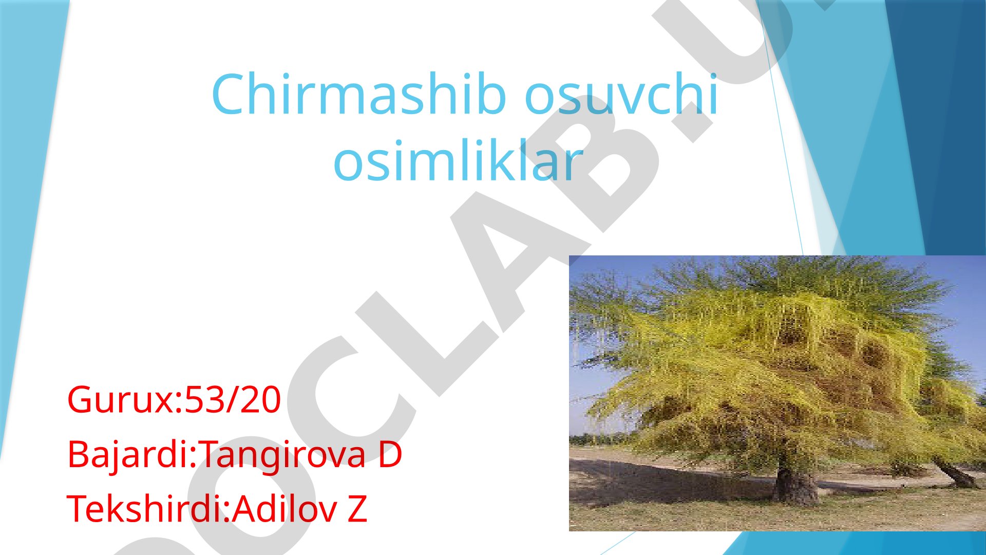 Chirmashib o'suvchi o'simliklar, lianalar va poya shakllari haqida