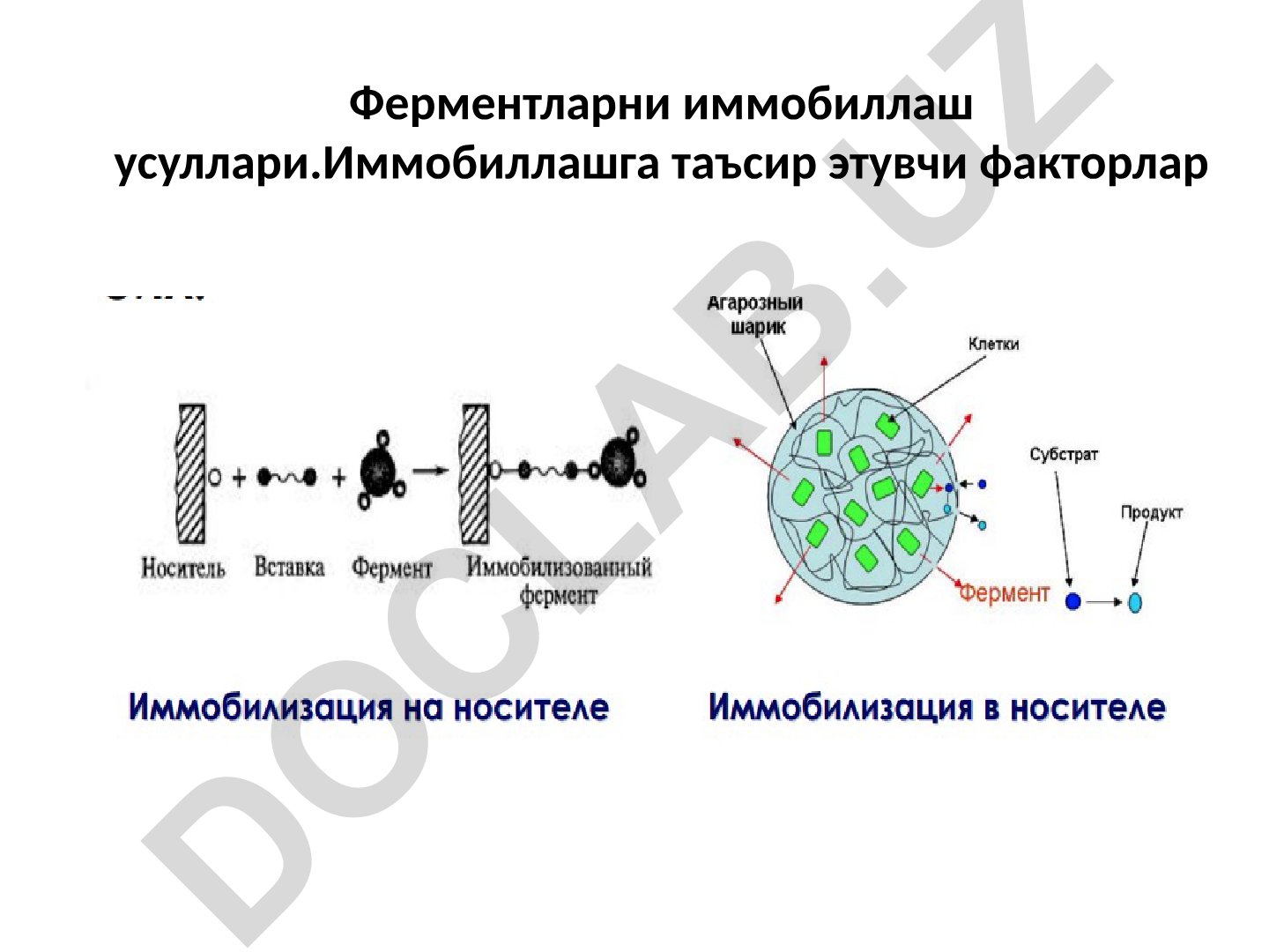 Fermentlarni immobilizatsiyalash usullari va omillari