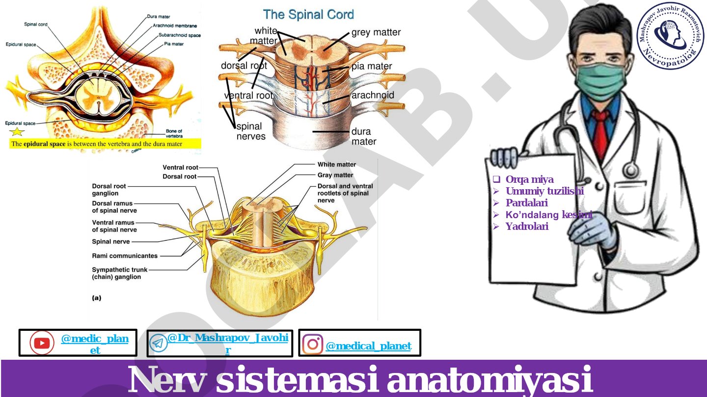 Nerv sistemasi anatomiyasi