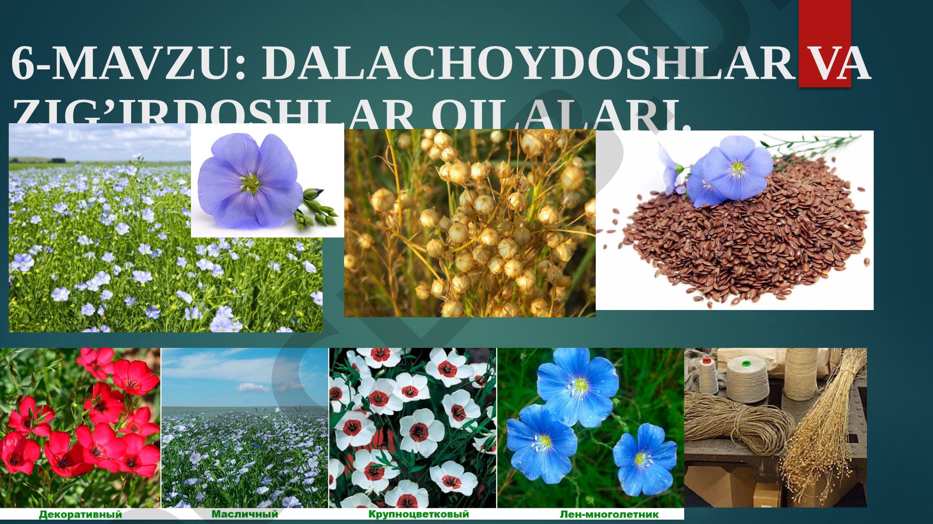 Dalachoydoshlar va zig'irdoshlar oilalari