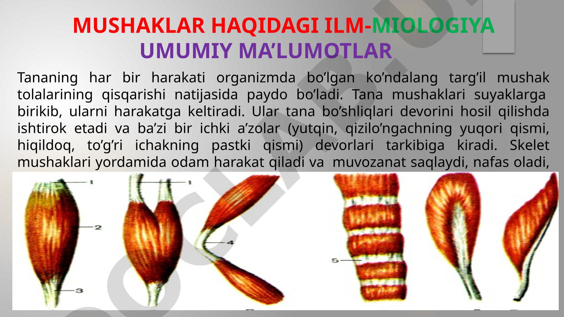 Mushaklar haqidagi ilm (MIOLOGIYA)