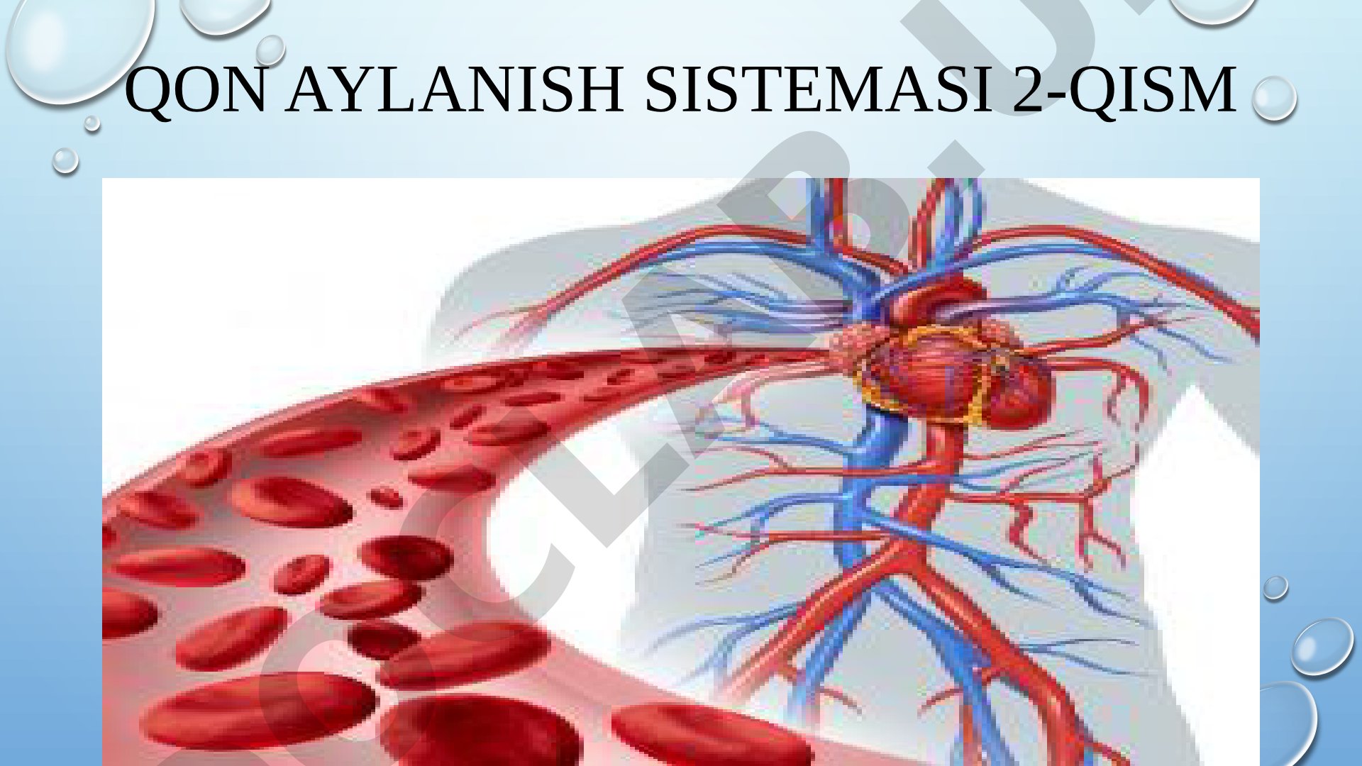 Qon aylanish sistemasi 2-qism