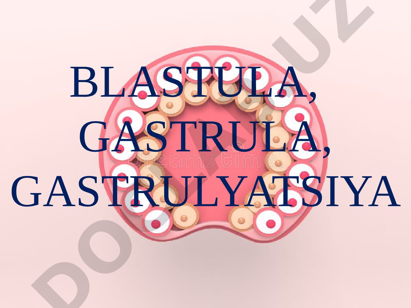 BLASTULA, GASTRULA, GASTRULYATSIYA