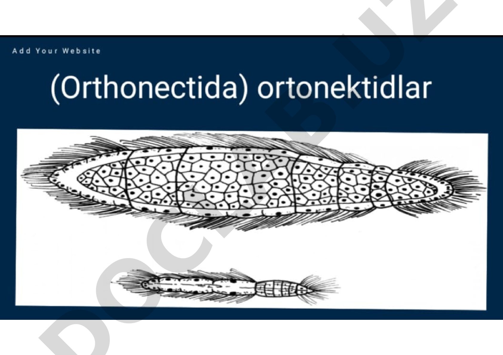 Ortonekitlar