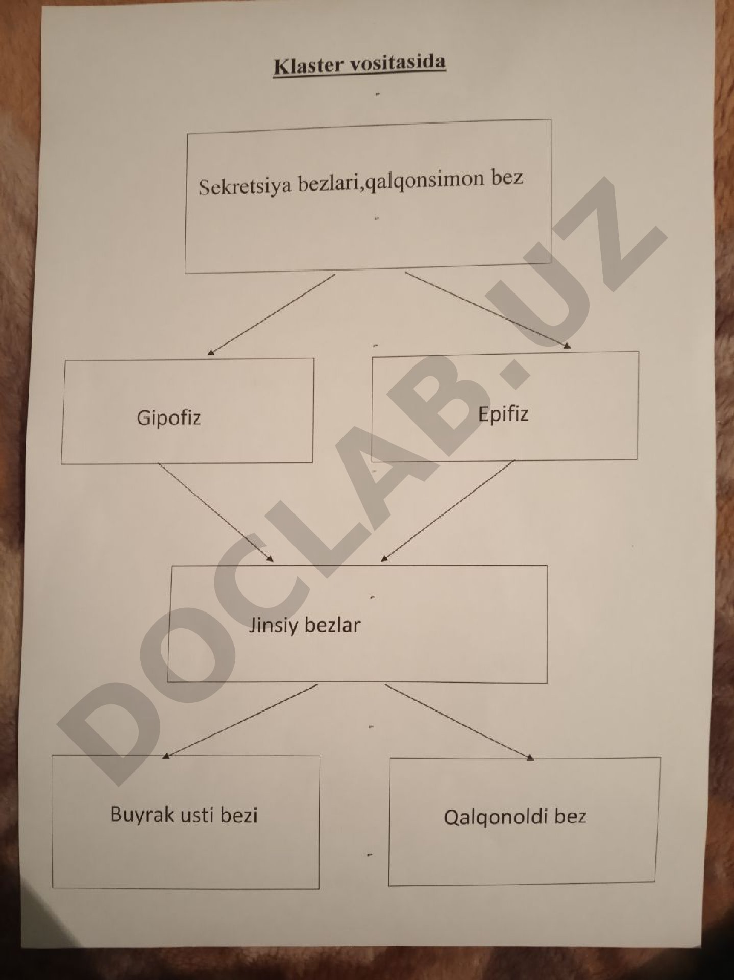 Anatomiya fanidan mustaqil ish